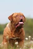 DOGUE DE BORDEAUX 050